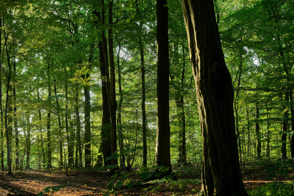 Soler - Charbon de bois - Filière bois