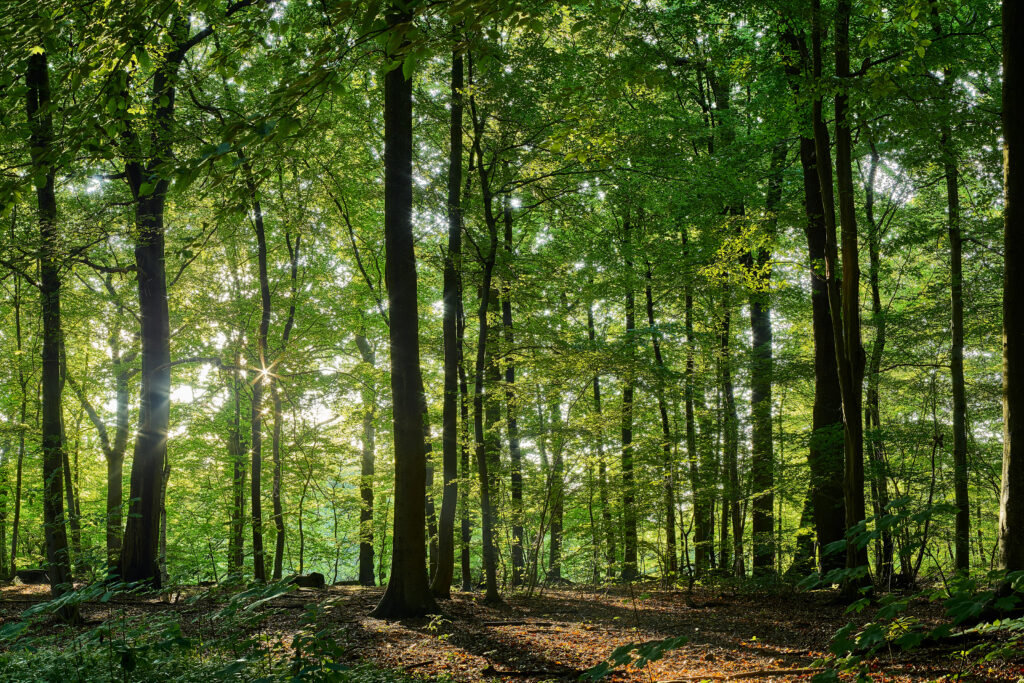 Soler - Charbon de bois - Forêt française