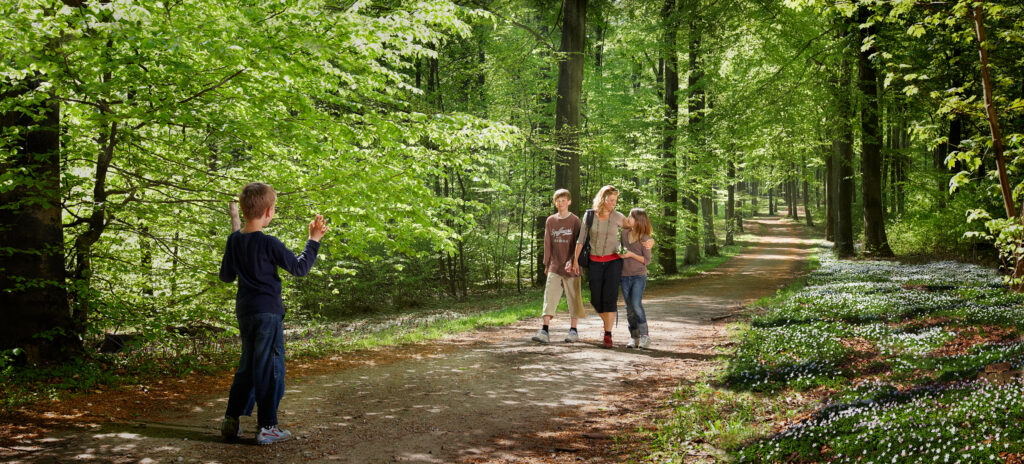 Soler - Forêt française - Ballade - Famille