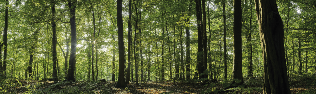 Tout savoir sur le bois-énergie en France