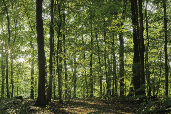 Tout savoir sur le bois-énergie en France